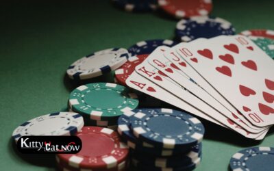 Poker Night Upgrade: Private Entertainment for Your St Louis Home Game